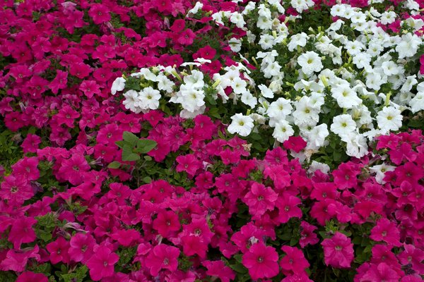 Welche Trends gibt es im Bereich nachhaltiges Bauen?